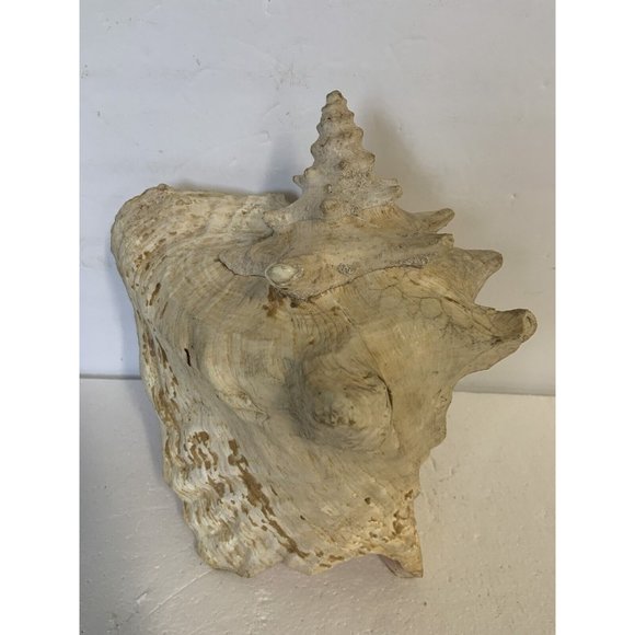 Large Conch Shell Queen Ocean Specimen Pink Sea Shell Fossil Nautical Beach - Picture 7 of 12